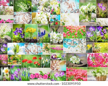 Many pictures of flowers. Collage. Selective focus