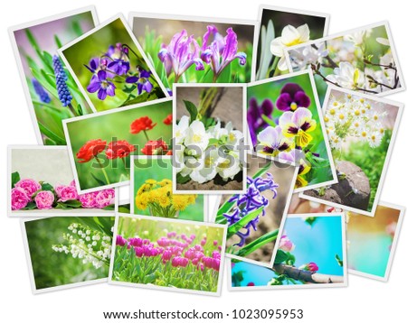 Many pictures of flowers. Collage. Selective focus