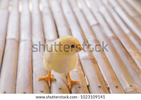 Chick young baby looking his you at poultry farm . Baby chick cute innocent Concept .
