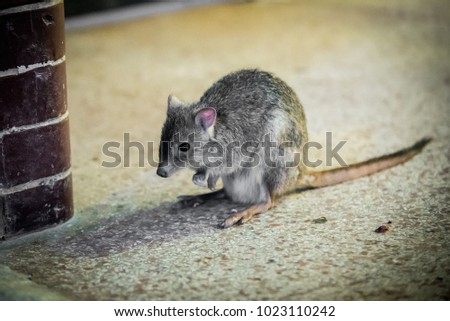 Kangaroo rat in the zoo