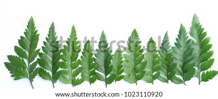 forest treeline made green leaves on white background