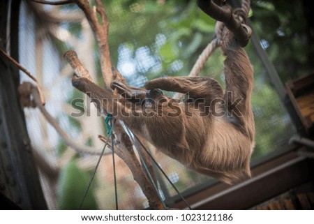 Sloth in zoo