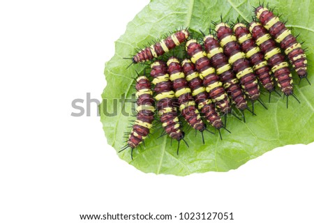 colorful worm on green leaf, teamwork concept