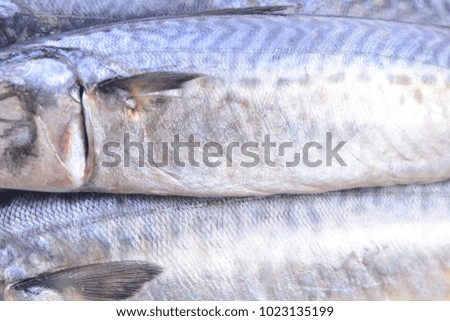 Mackerel fish texture