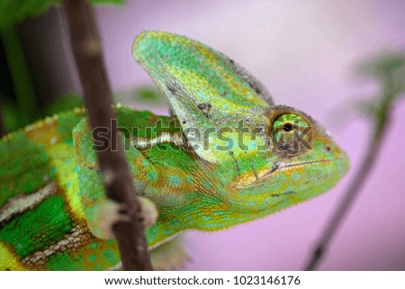 Green Veiled Chameleon closeup
