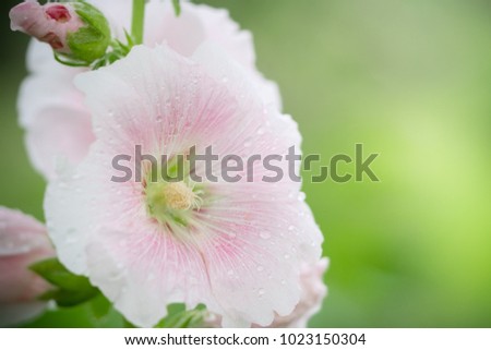 Flower nature with copy space using as natural background or wallpaper concept.