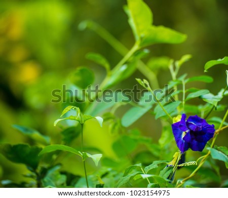 Butterfly Pea isolated on green nature background