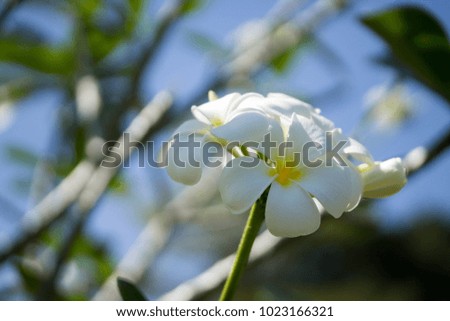 Frangipani flower creates a white and green background.