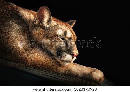 Portrait of a sleeping cougar on stones on a dark background. close-up. Royalty-Free Stock Photo #1023170923