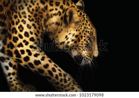 Close-up portrait of a spotted leopard on a dark background
