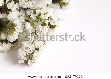 Wild flower. Macro photo. Beautiful bouquet of flowers