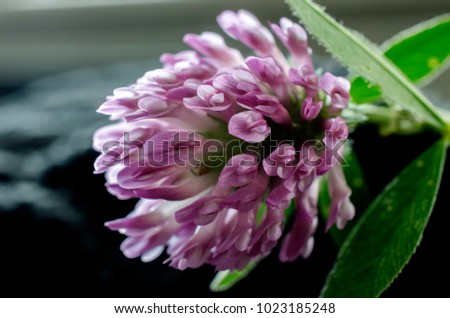 Red clover. Red clover is a wild plant belonging to the legume family. Cattle and other animals graze on red clover. It has also been used medicinally to treat several conditions including cancer.