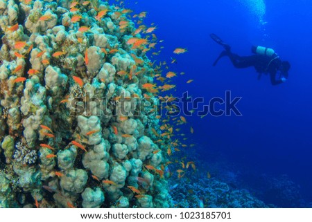 Divers swim past beautiful coral reef underwater in the Red Sea, Egypt