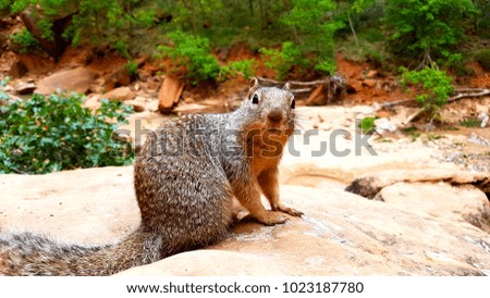 Squirrel Zion National Park