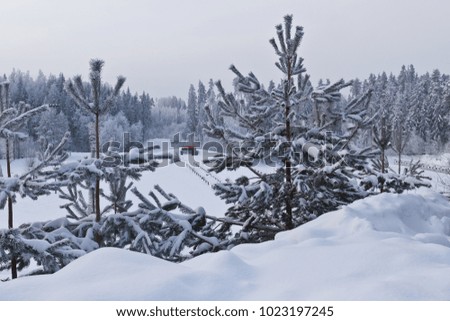 Snowy morning, Latvian nature in winter