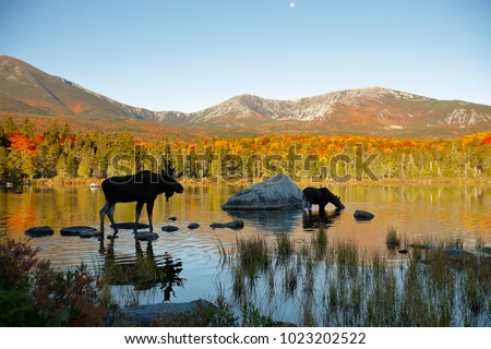 Two moose in a northern New England Pond Royalty-Free Stock Photo #1023202522