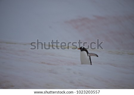 penguin highway, gentoo penguin, antarctic peninsula