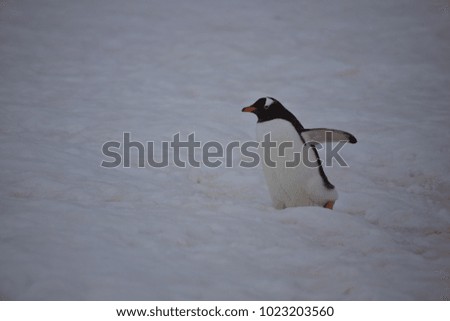 penguin highway, gentoo penguin, antarctic peninsula