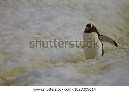 penguin highway, gentoo penguin, antarctic peninsula, antarctica