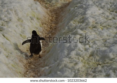 penguin highway, gentoo penguin, antarctic peninsula, antarctica