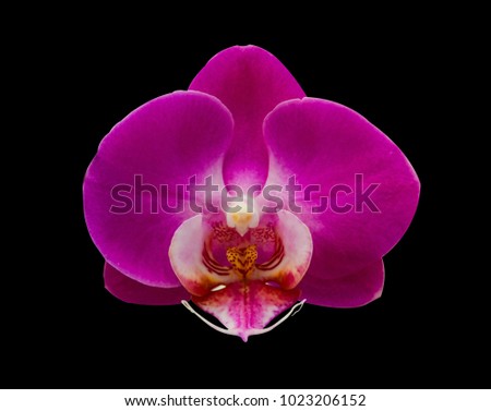 pink purple Phalaenopsis Orchid or Moth Orchid isolated on black background branch are blooming with bud in tropical garden form orchid farm in Thailand with clipping path For design or print.nature