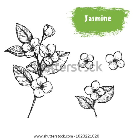 Jasmine hand drawn sketch. Vintage vector illustration. Label or icon for design of package. Retro style image. Royalty-Free Stock Photo #1023221020