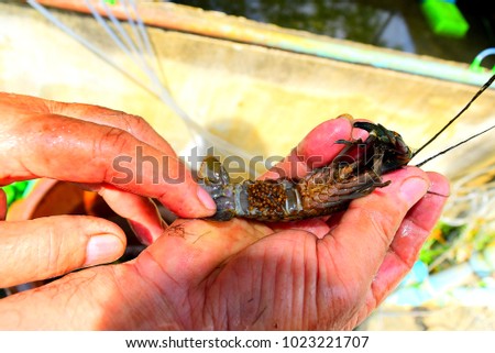a Crayfish lobster has eggs at abdomen pic frome Aquaculture farm Thailand