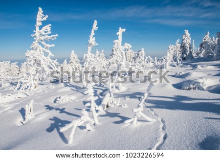Winter on the mountain Brocken with heavy snow covered firs in the sunshine with trail of hare.