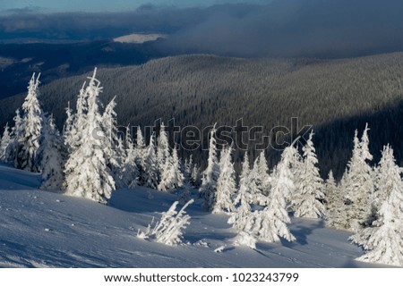 Frosted trees in high mountains