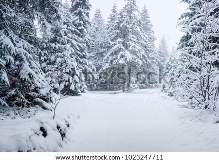 Winter road with traces in the forest. Panorama of wild road covered with snow in the winter forest in the mountains. Fir-trees covered with fallen snow in winter season.