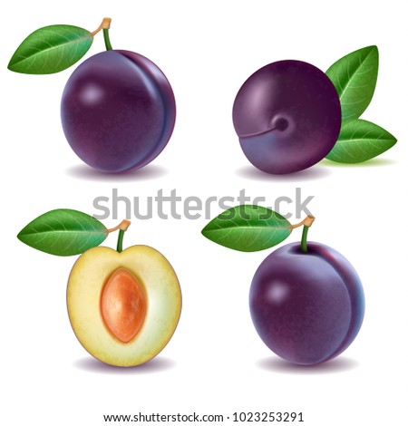 Set of Purple Plum with Green Leaves, Fresh Fruit, Half Piece, 3D Hand Drawn, Photo-realistic Vector Illustration EPS 10