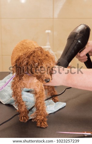 Small chocolate toy poodle is dried with a hair dryer