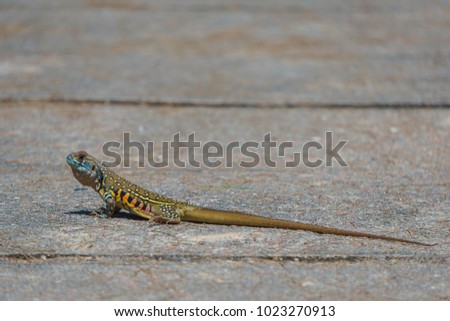 Colourful chameleon on the walkway