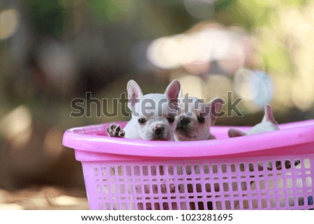 Close-up French bulldog on pink basket.