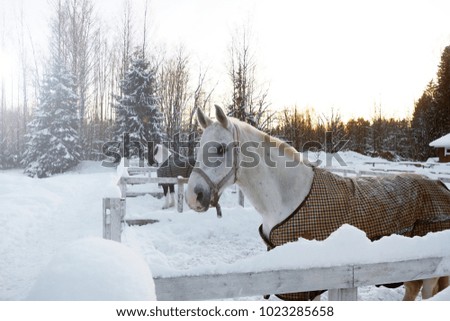 White horse in winter at sunset. Beautiful face horse thoroughbred on the background of snowy forest.    