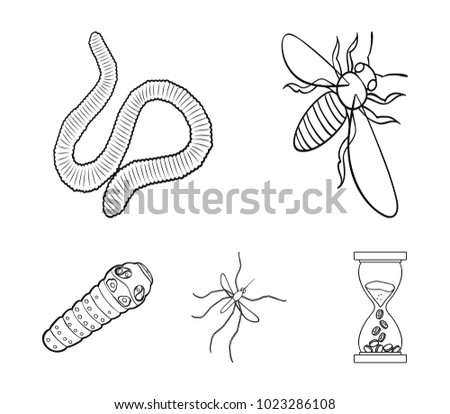 Arthropods insect mosquito, bee.Earth worm, caterpillar,vermicular set collection icons in outline style vector symbol stock isometric illustration web.