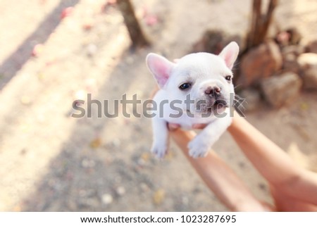 Hands of female holding a white french bulldog puppy with sleepy face.