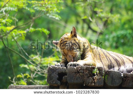 Bengal tiger, endangered fierce carnivorous animal, black stripes on body, stays on wooden bed among forest background
