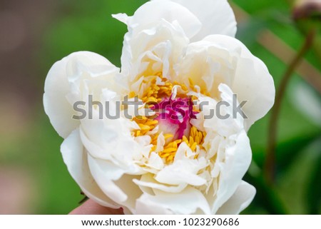 white flower in nature