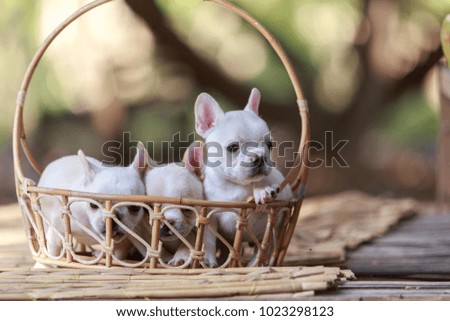 Three white french bulldog puppies in a wicker basket.
