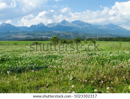 Beautiful swiss alps in the foreround grass with clover