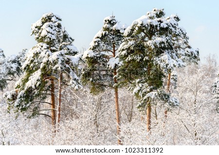Beautiful natural landscape view of evergreen fir trees in white snowy park with bright blue sky. Sunny winter day in Moscow pine park.
