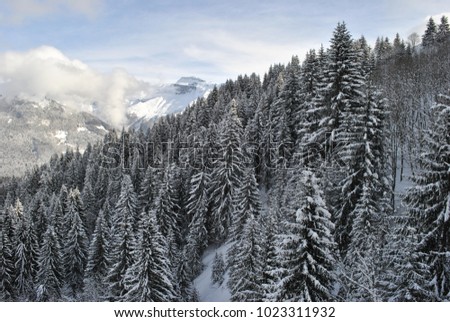Winter forest in the Alps in France
