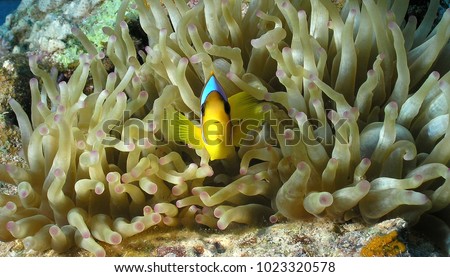 Nemo fish red sea