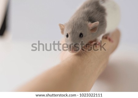 Rat in a hand with white background