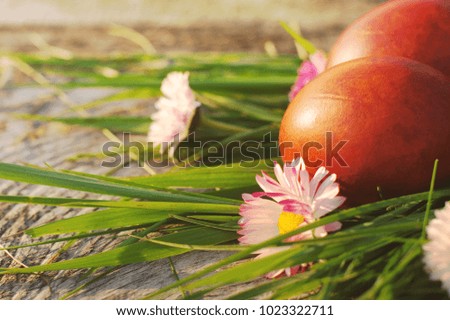 Easter red eggs and spring flowers in a green grass in spring sunny day, close up