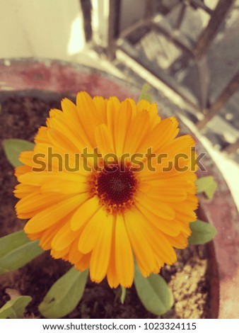 marigold flower in the vase