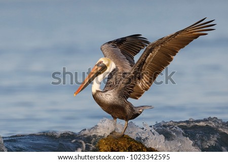 Brown Pelican (Pelecanus occidentalis) using its wings for balance as a wave crashes over its rock - Venice, Florida Royalty-Free Stock Photo #1023342595
