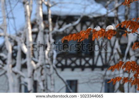 Nature background , in winter time