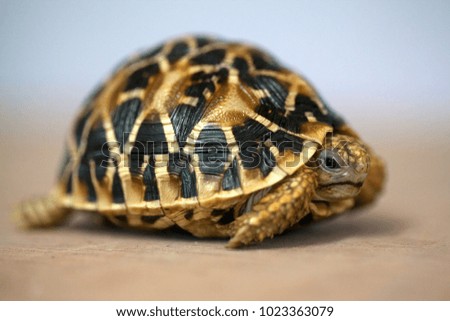 Indian star Turtle 